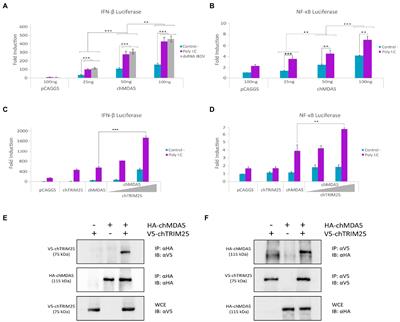 Interaction between chicken TRIM25 and MDA5 and their role in mediated antiviral activity against IBDV infection